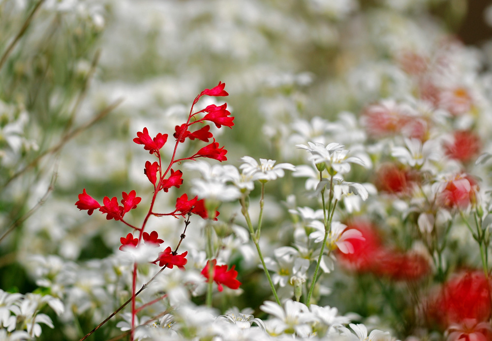 rot weiss