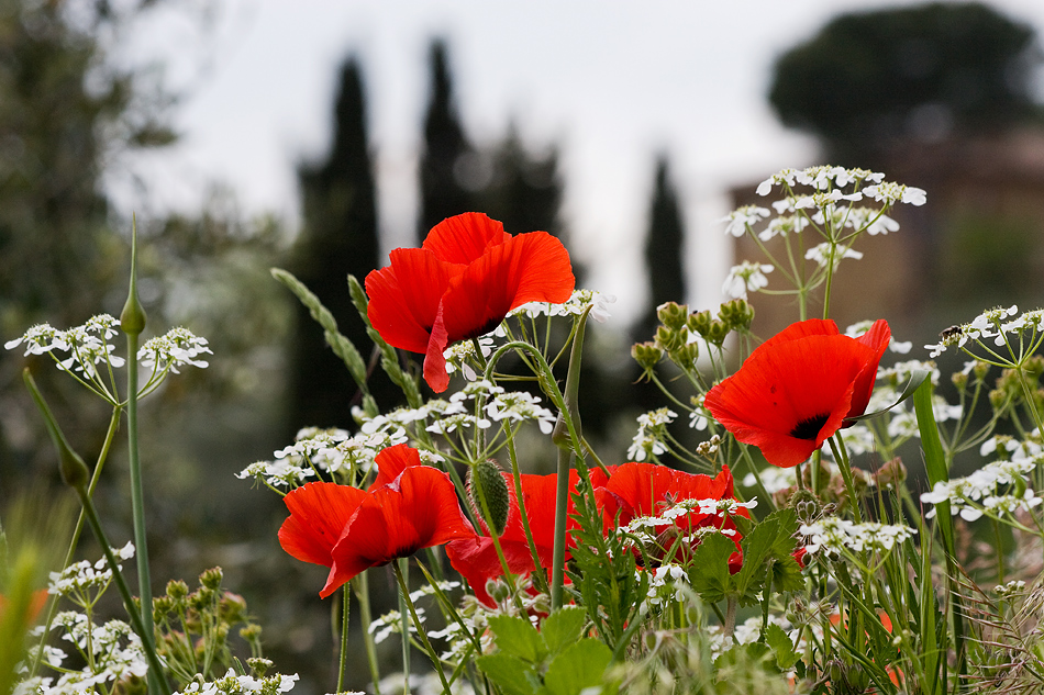 rot-weiss