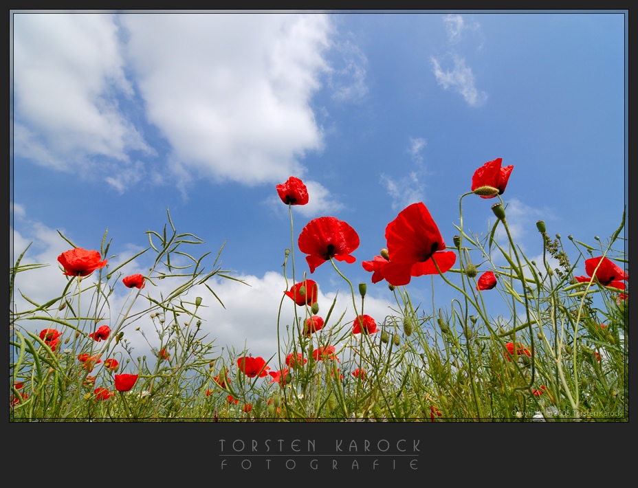 Rot Weiss Blau