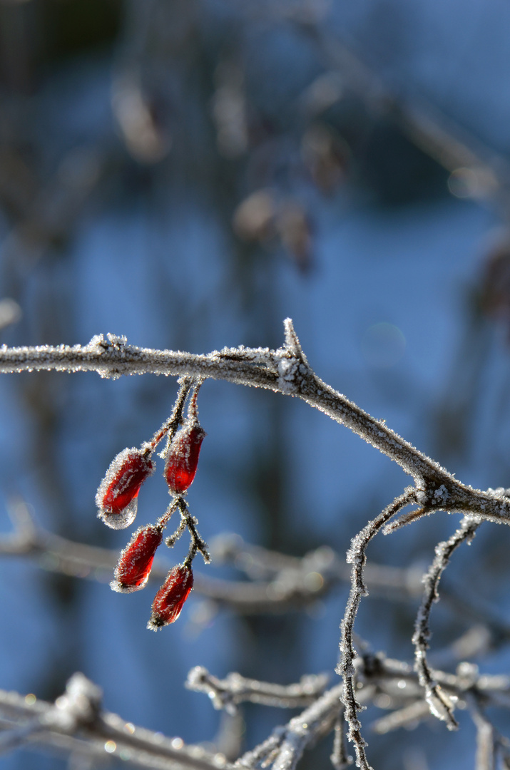 Rot-Weiss-Blau