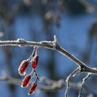 Rot-Weiss-Blau