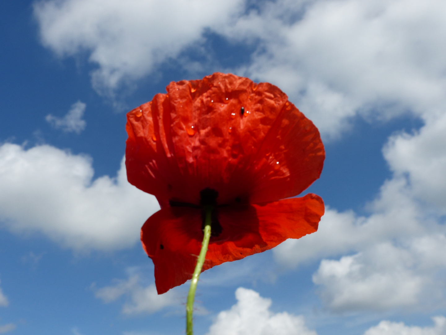 Rot-weiß-blau