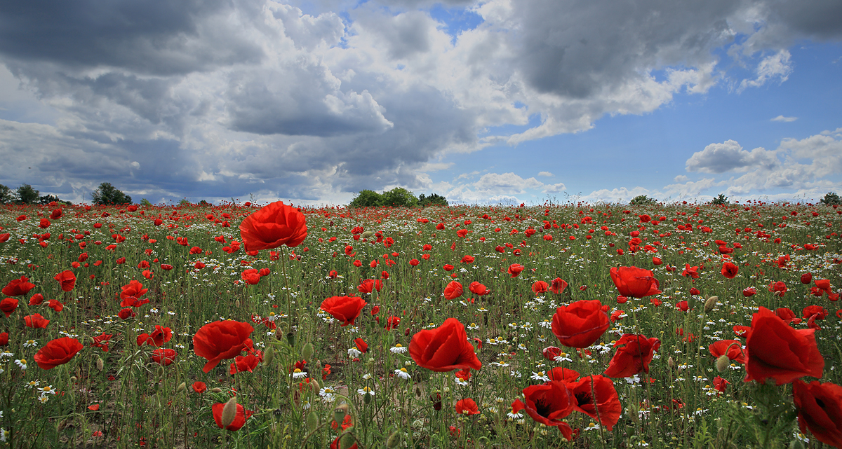 Rot-Weiss ....