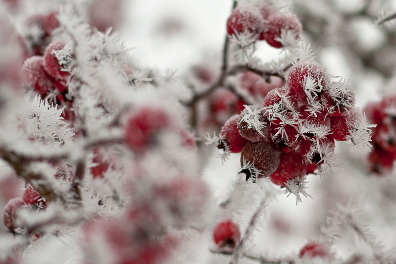 Rot-Weiss