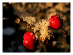 Rot-Weiss