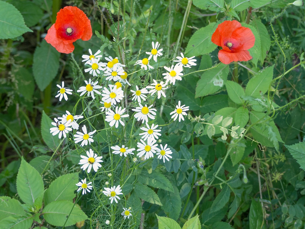 Rot - Weiß -Grün