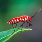 Rot Weiss Grün