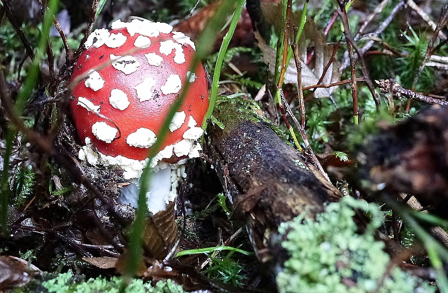 -rot-weiß-im-wald-