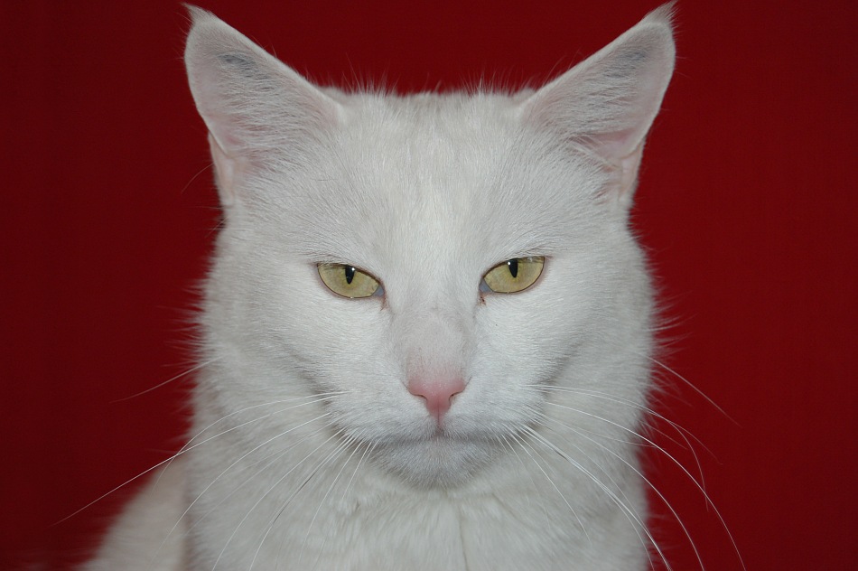 Katzen Weiß Katzen Weiß