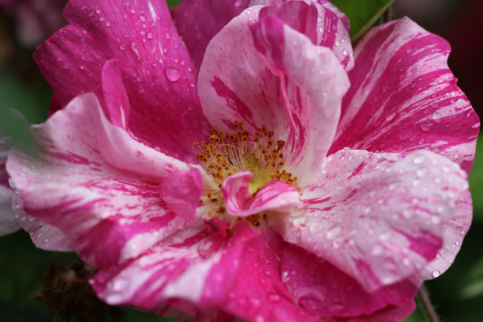 rot -weiß - Rose im Regen