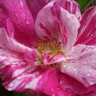 rot -weiß - Rose im Regen