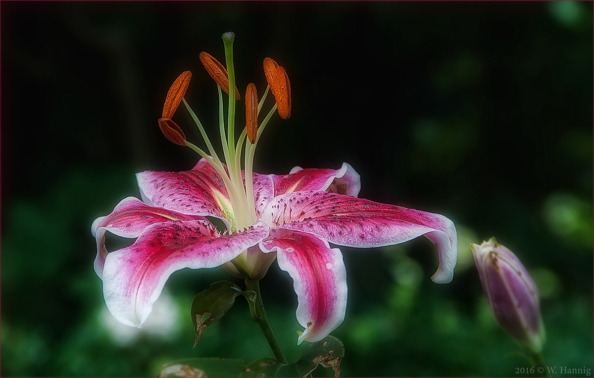 Rot weisse Blüte