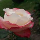 Rot-weiße Rose