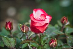 rot weiße Rose