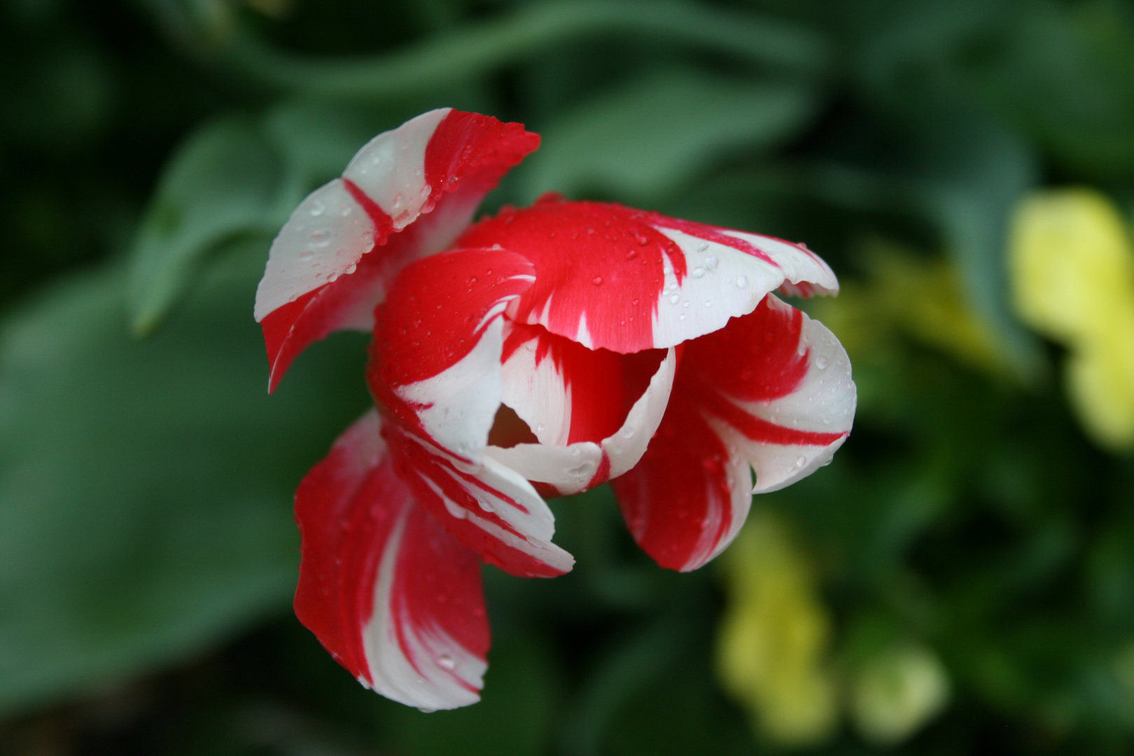 rot-weiße Tulpe