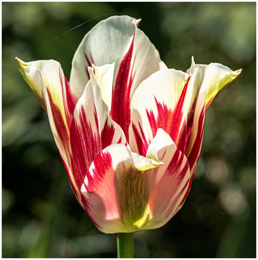 Rot - Weisse Tulpe