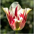 Rot - Weisse Tulpe