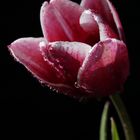 Rot-Weiße Tulpe