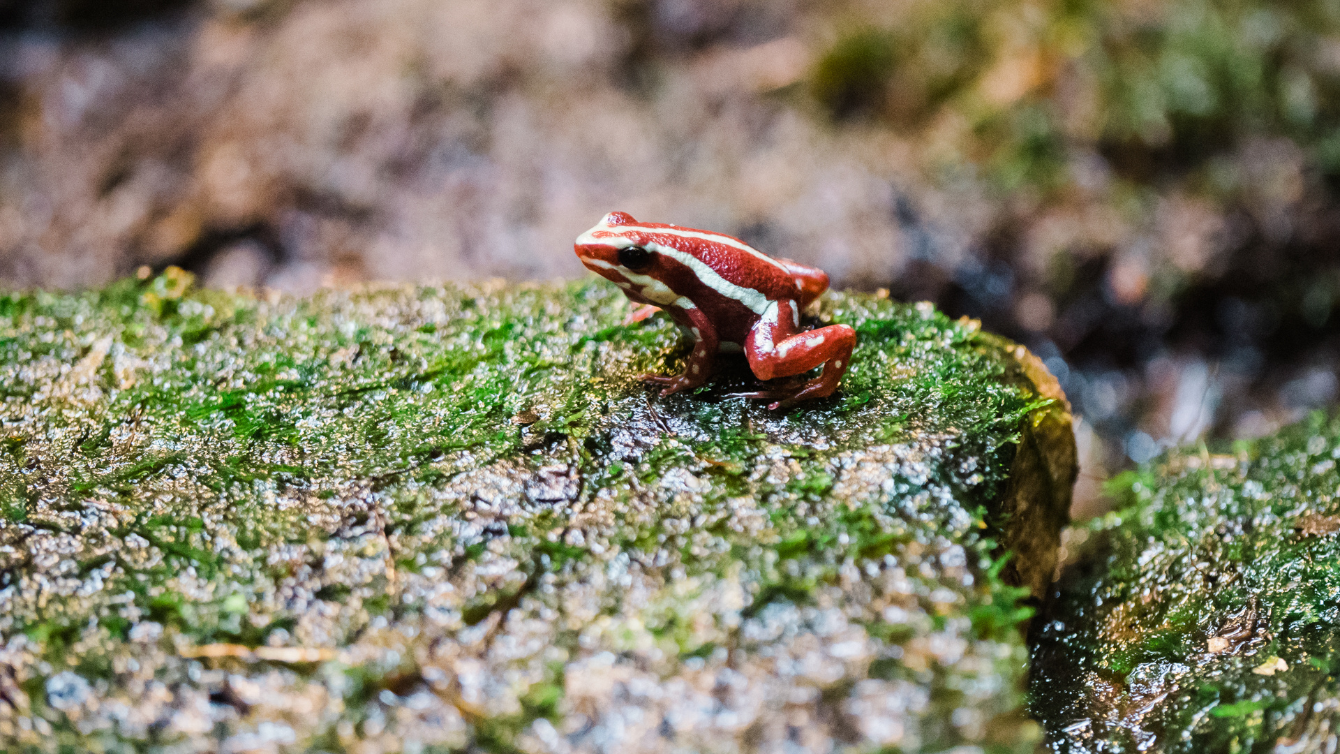 rot-weißer Baumsteiger Vivarium Darmstadt 1 2020