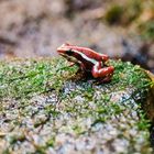 rot-weißer Baumsteiger Vivarium Darmstadt 1 2020