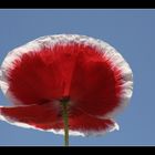 Rot-weißer Mohn