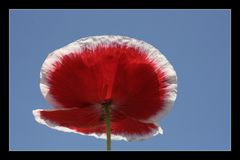 Rot-weißer Mohn