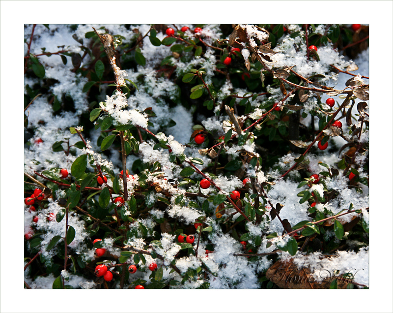 Rot wie Blut und weiß wie Schnee