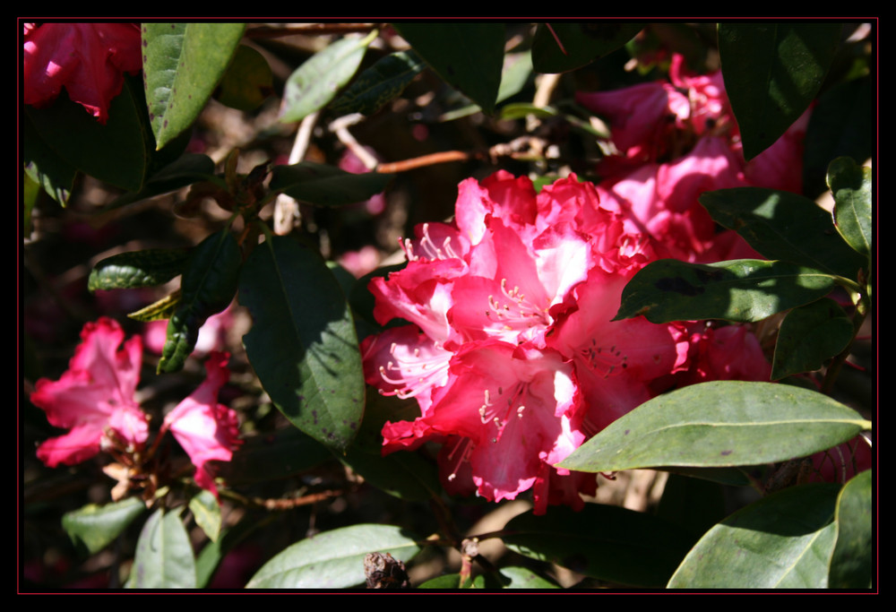 Rot wie das Feuer, Rhododendron