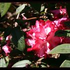 Rot wie das Feuer, Rhododendron