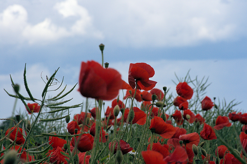 Rot wie der Mohn