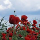 Rot wie der Mohn