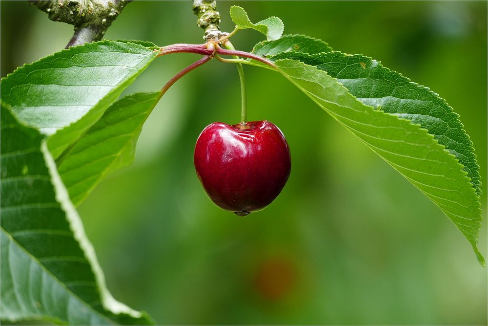 ROT wie die LIEBE