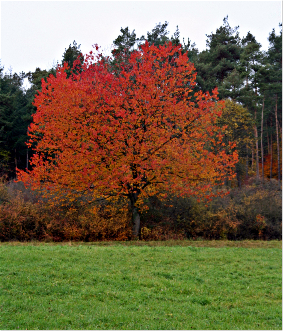 Rot wie die Liebe