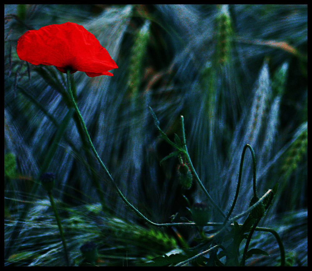 Rot wie die Liebe