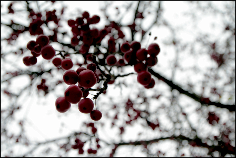 rot wie die liebe