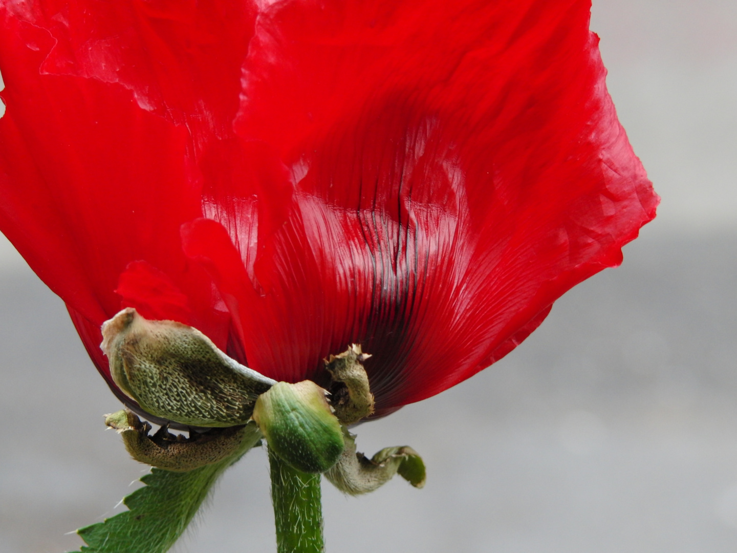 Rot wie die Liebe II