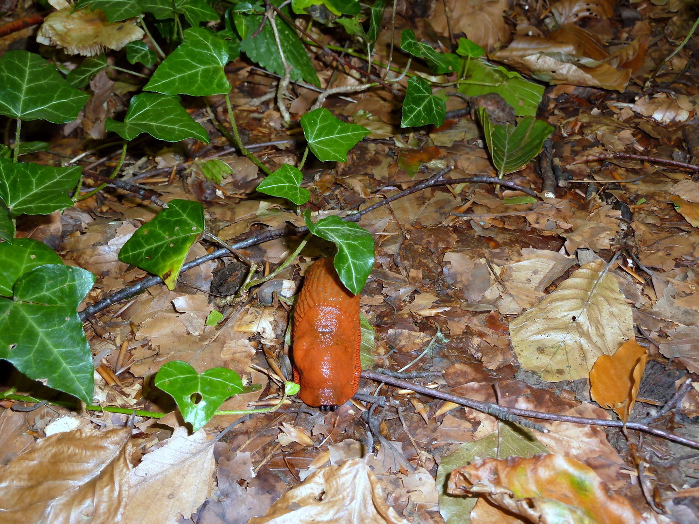 "Rot wie die Liebe ", schneck , schneck .