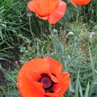 Rot wie die Liebe - Sommer im Bethmannpark