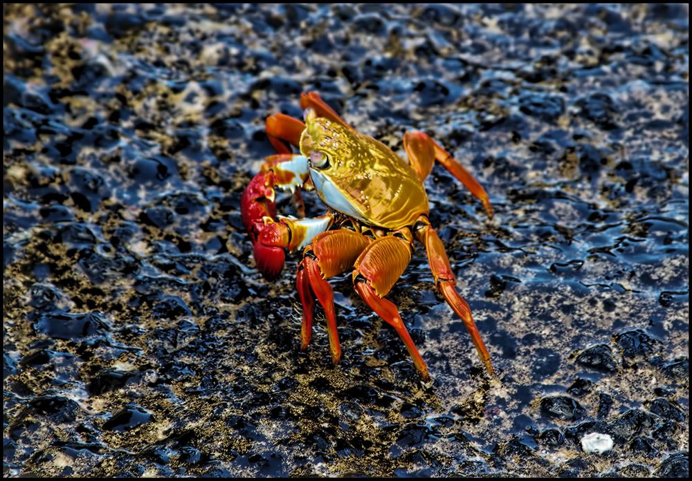 Rot wie ein Krebs:-)