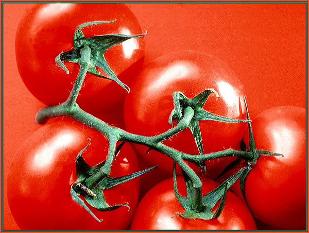 Rot wie eine Tomate....