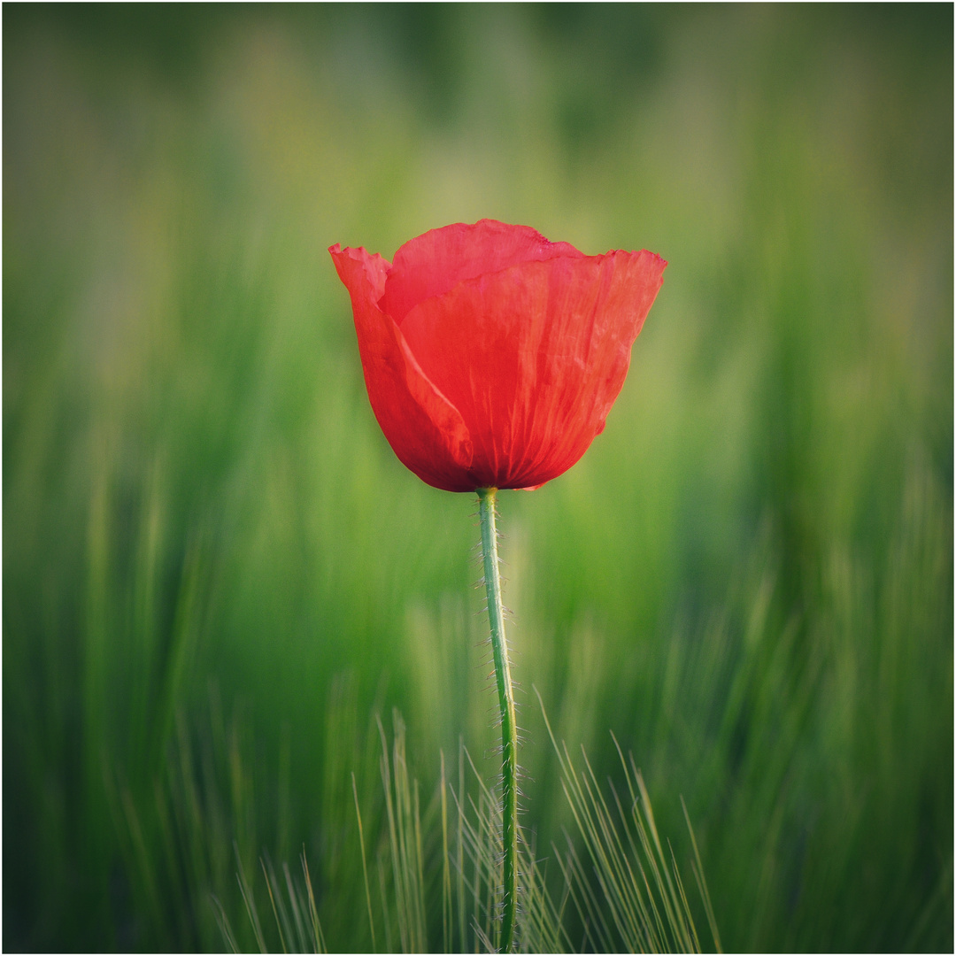 Rot wie Mohn