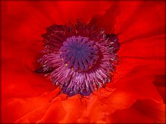 Rot wie Mohn (1)