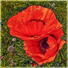 Rot wie Mohn (2)