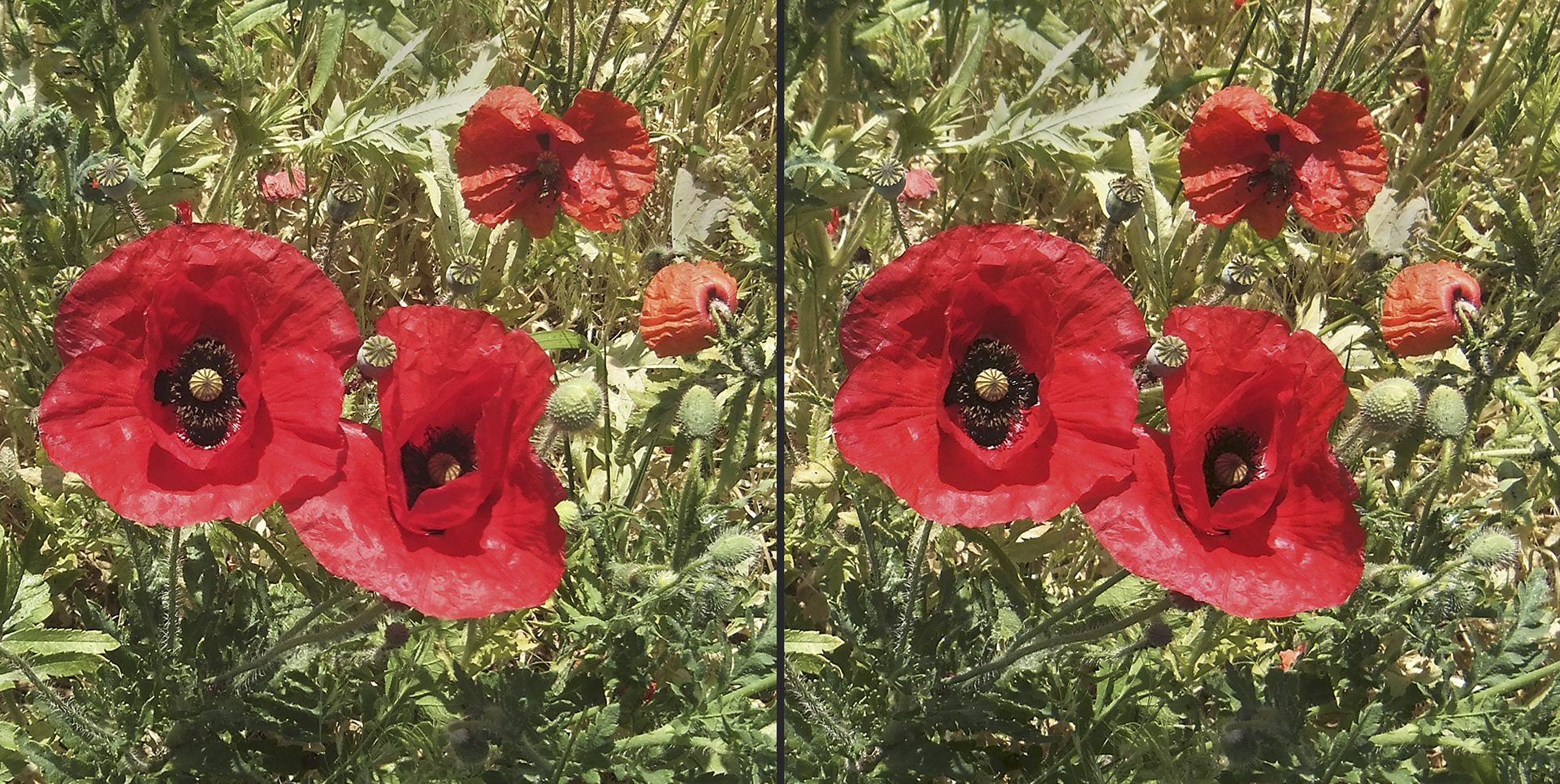 Rot wie Mohn (3D)