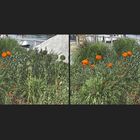 Rot wie Mohn (3D)