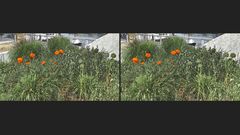 Rot wie Mohn (3D)