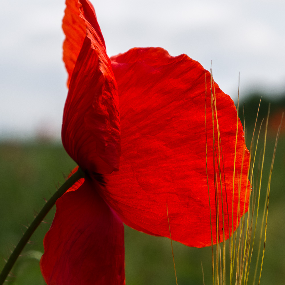 Rot wie Mohn