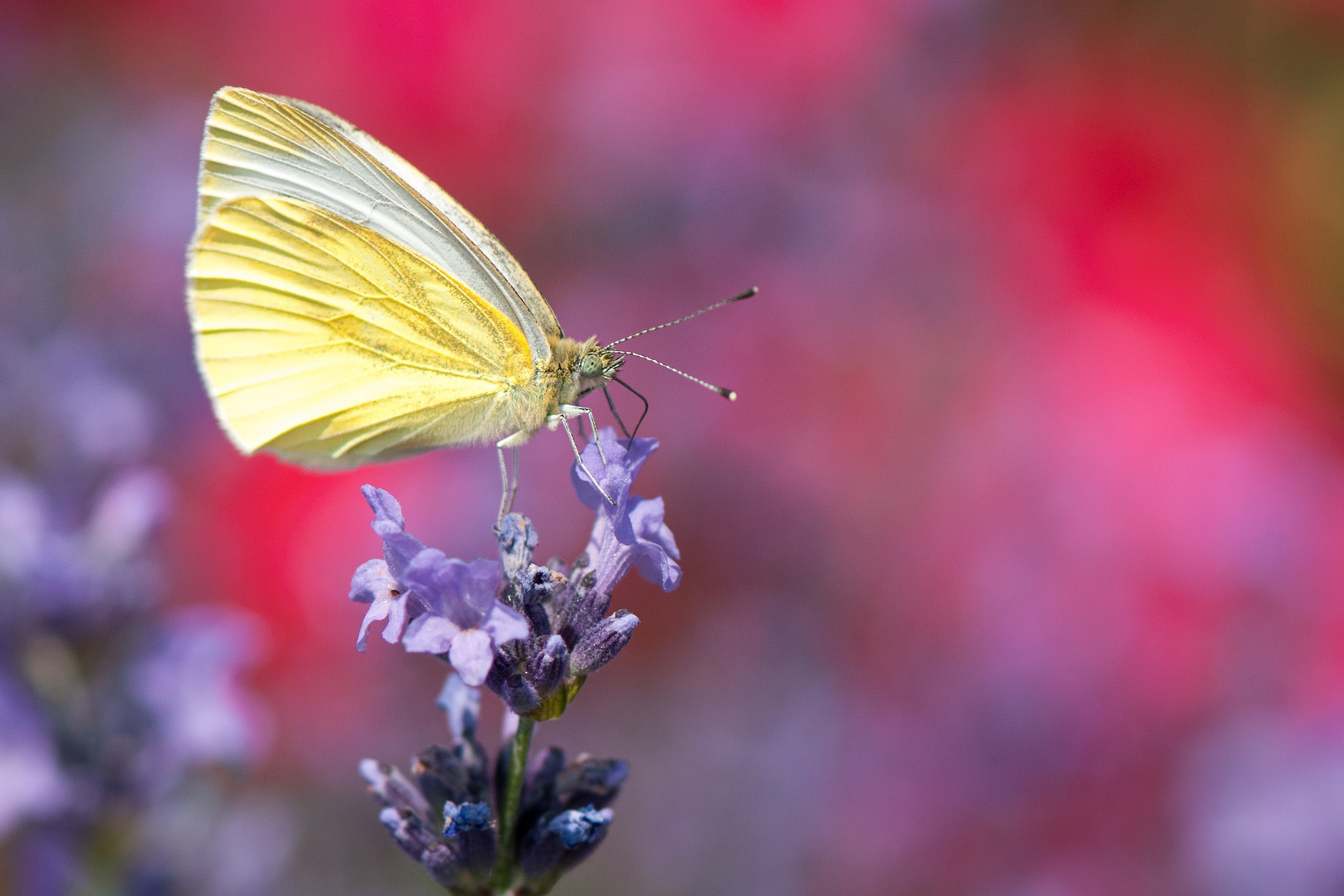 Rot - wie Rosen, Blau - wie Lavendel, Gelb - wie Zitronenfalter