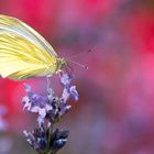 Rot - wie Rosen, Blau - wie Lavendel, Gelb - wie Zitronenfalter