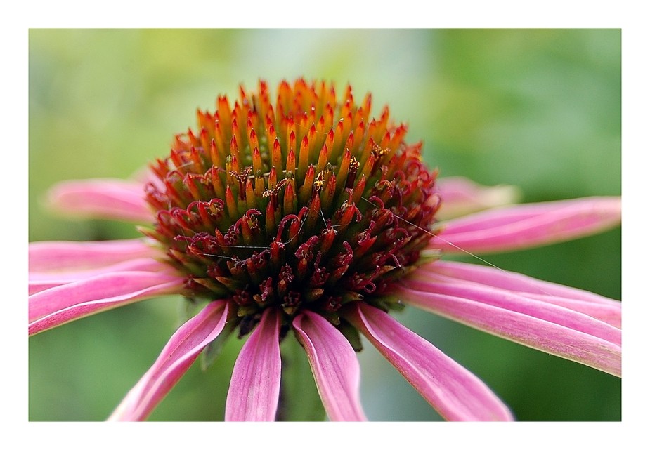 Rot XI: Echinacea - oder?